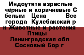 Индоутята взраслые чёрные и коричневые С белым › Цена ­ 450 - Все города, Кулебакский р-н Животные и растения » Птицы   . Ленинградская обл.,Сосновый Бор г.